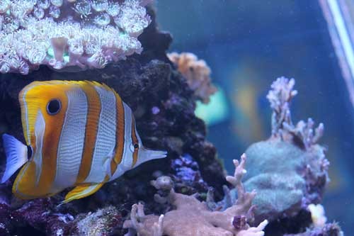copperband butterflyfish