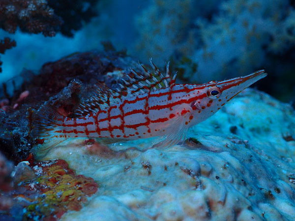 While beautiful, longnose hawkfish have pros and cons