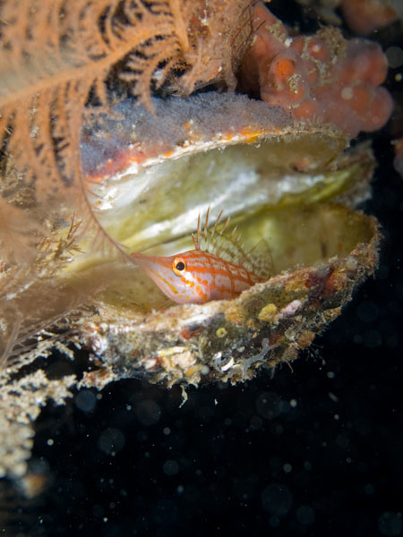 Longnose hawkfish perched in shell