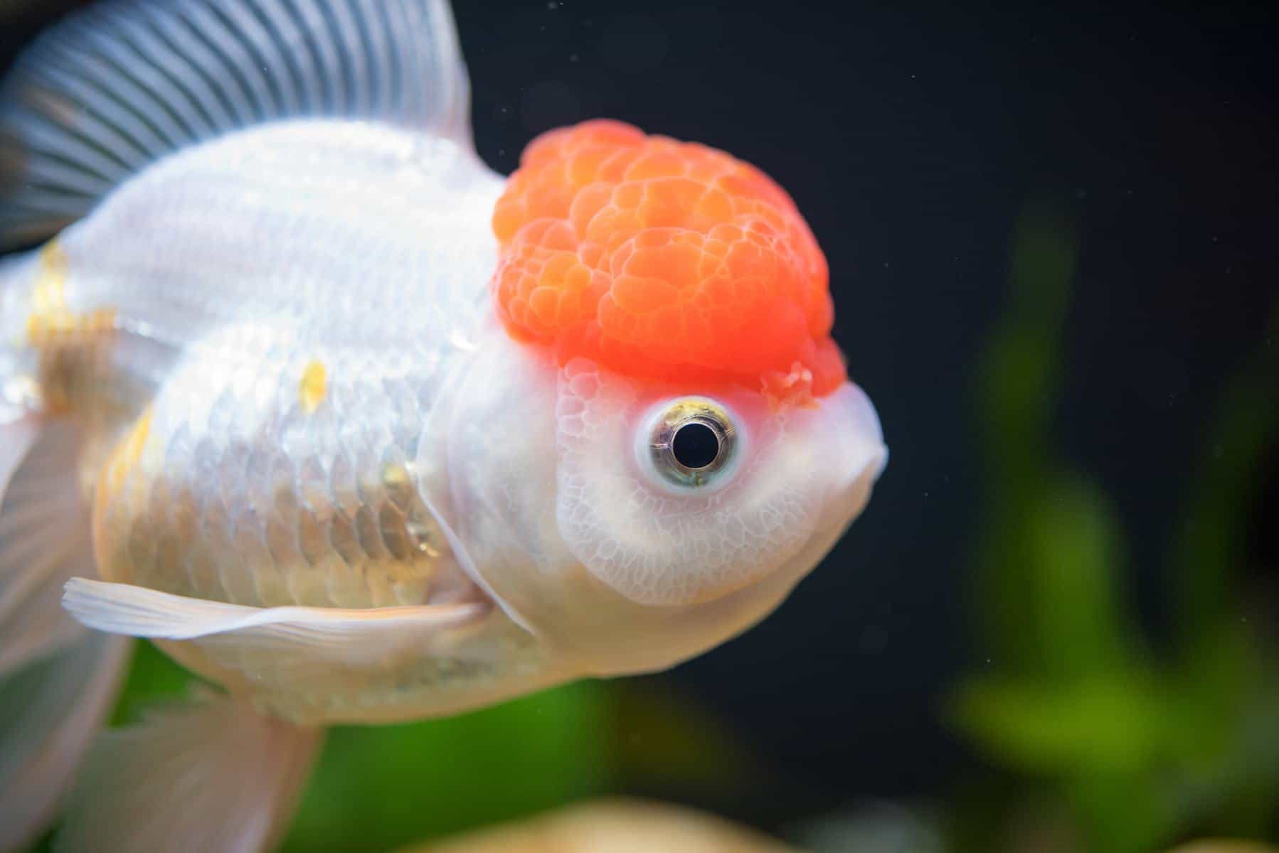 oranda goldfish aquarium