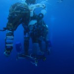 idiveelephant.jpg=s900x1300