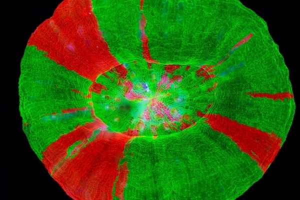 Green and red scoly coral called ultra toxic apple