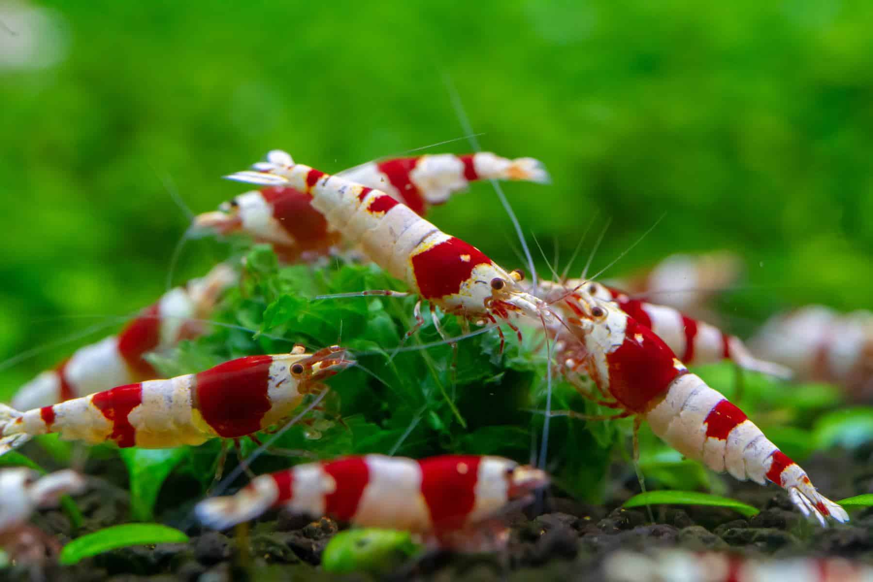 Caridina Cantonensis
