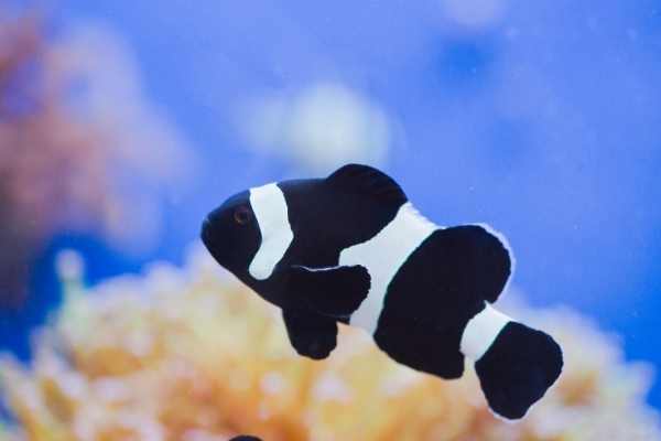 black ocellaris clownfish