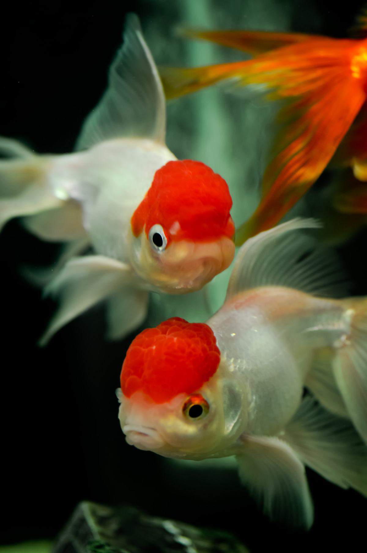 Red Cap Oranda Breeding