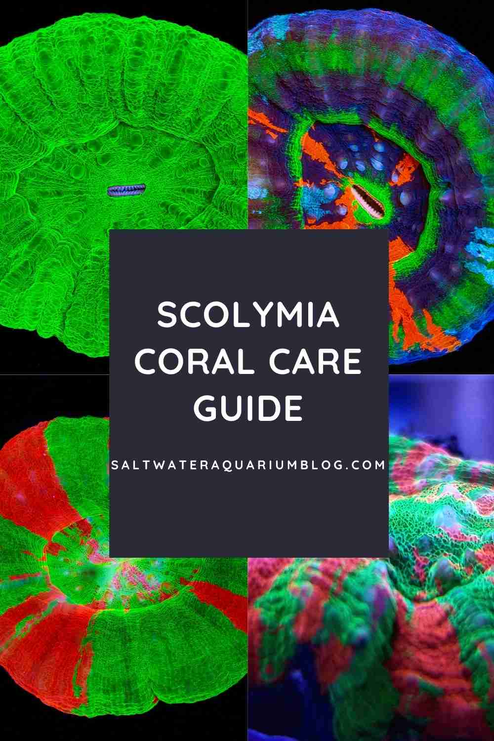 scoly coral