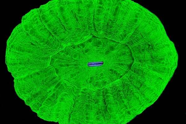 Neon green scolymia coral on black background