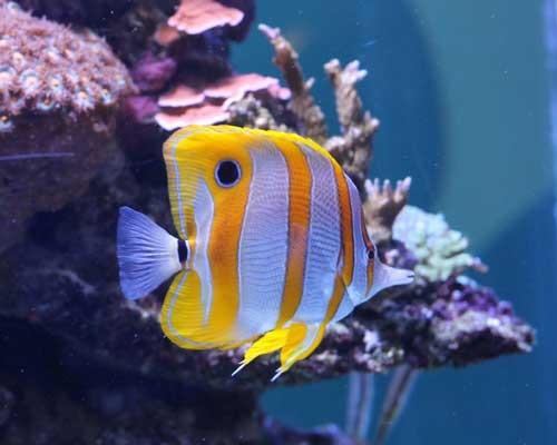copperband butterflyfish at the adventure aquarium
