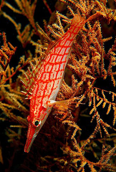 The red plaid pattern make longnoses attractive in reef tanks
