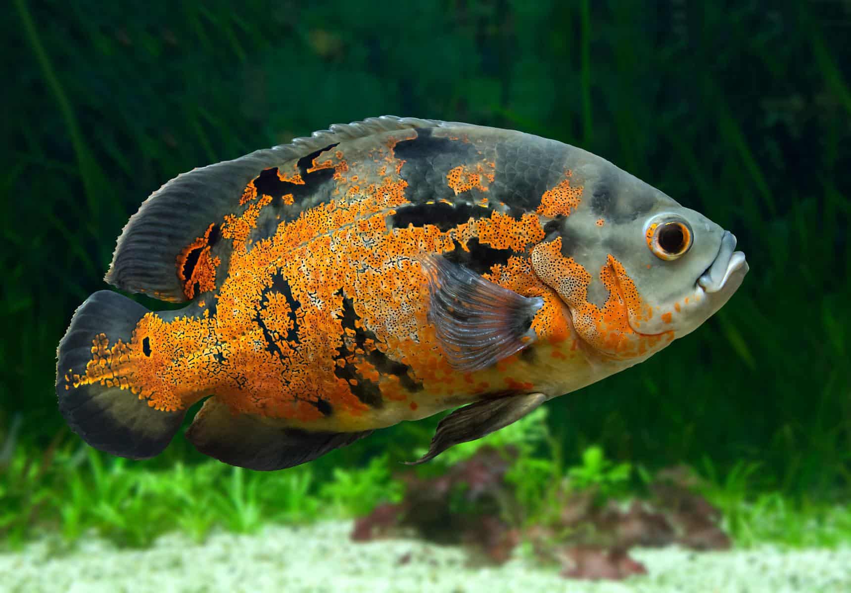 How Long Do Cichlids Live? Let’s Explore and Find Out 5 Oscar Fish