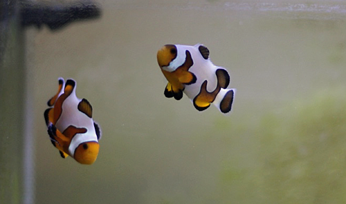 davinci designer clownfish