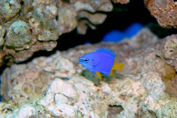 Yellowtail damselfish