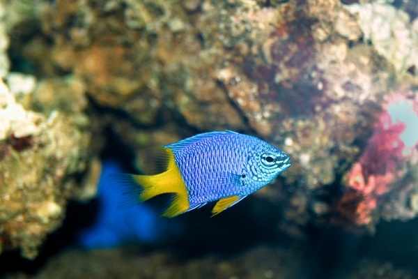 Chrysiptera parasema is one of the most popular saltwater fish for a reason