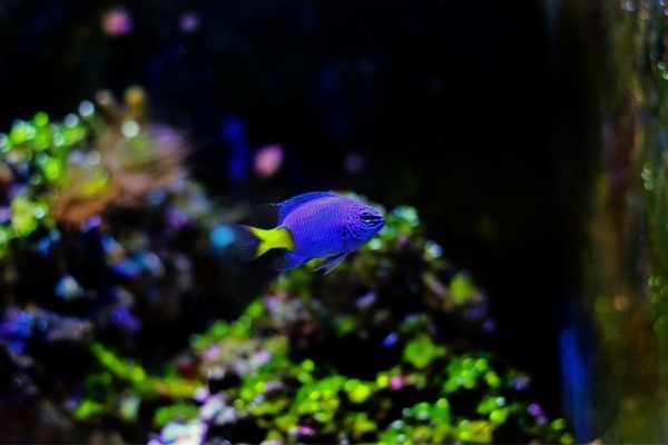Yellowtail blue damselfish with green algae in background