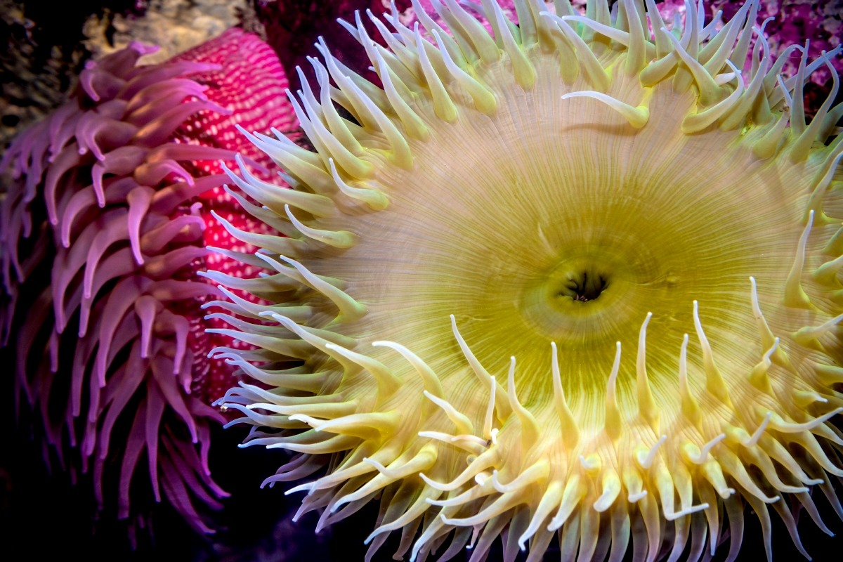 Fronds, anemones have the original potty mouth. The oral opening of an