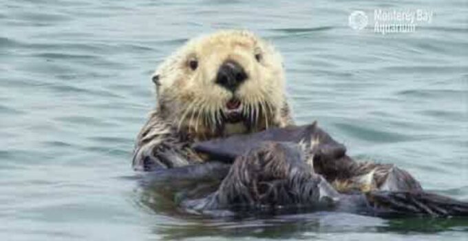 Happy World Otter Day Swim Snack Snuggle And Snooze Your Way Through This Montage Of Wild Otters Wzaquarium