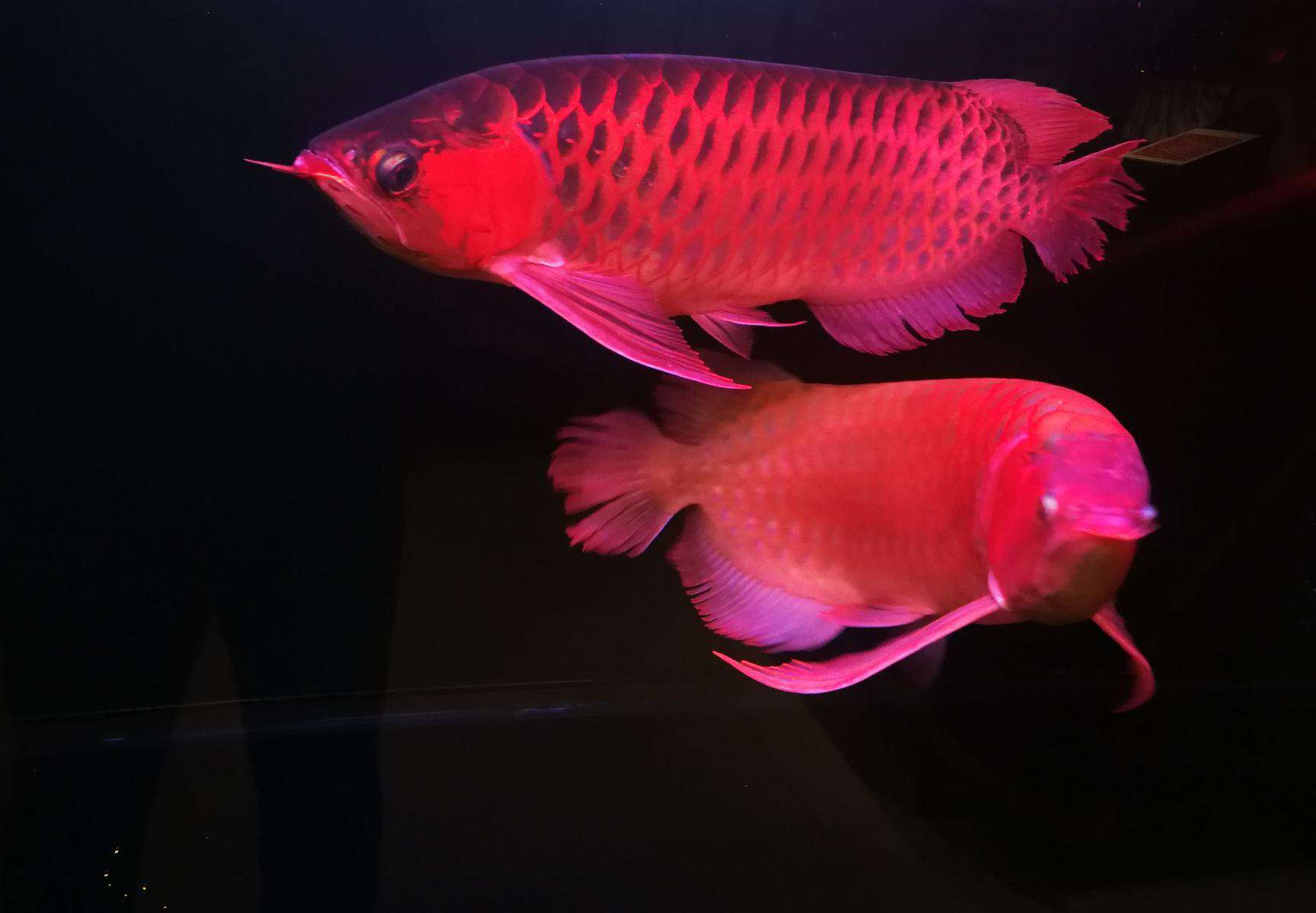 red arowana breeding