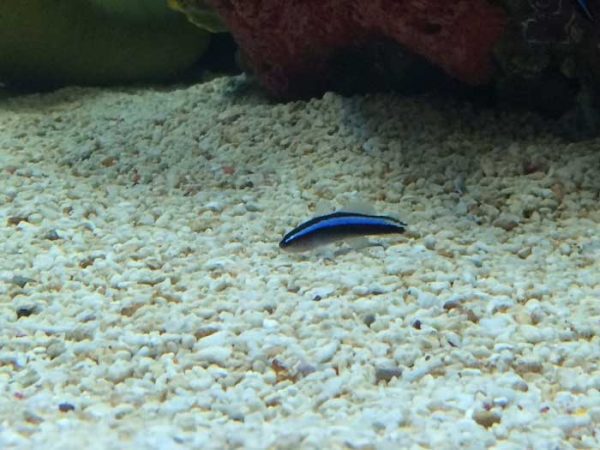 Neon gobies work as saltwater aquarium fish for beginners and cleaner fish
