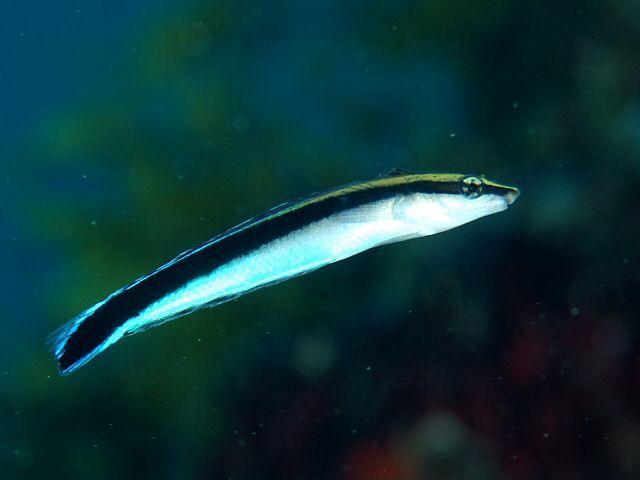 False cleaner wrasse
