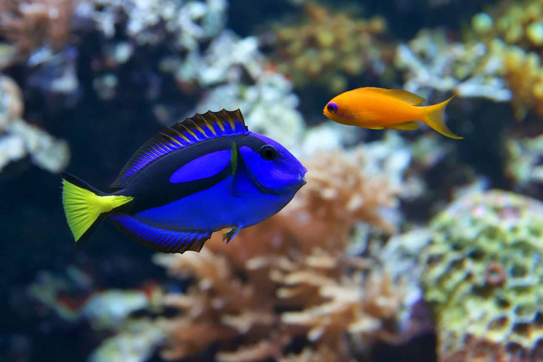 Blue Hippo Tang Tankmates