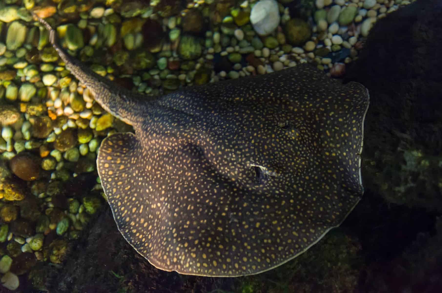 Breeding Freshwater Stingray