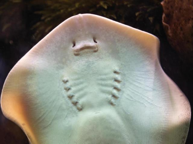 #SharkWeek shoutout to all the flat sharks skating by and raysing the