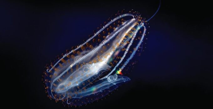 Leucothea Pulchra the Beautiful Sea Goddess Spotted Comb Jelly 
