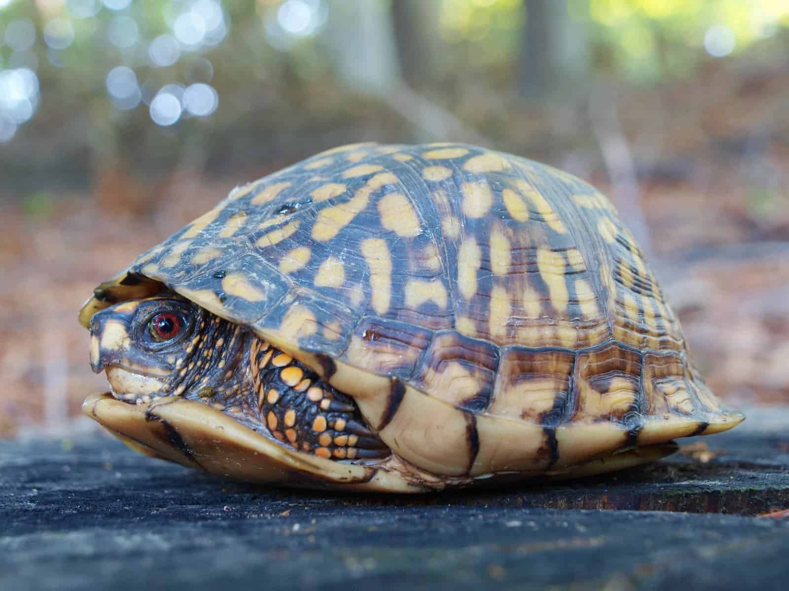 Eastern Box Tortoise