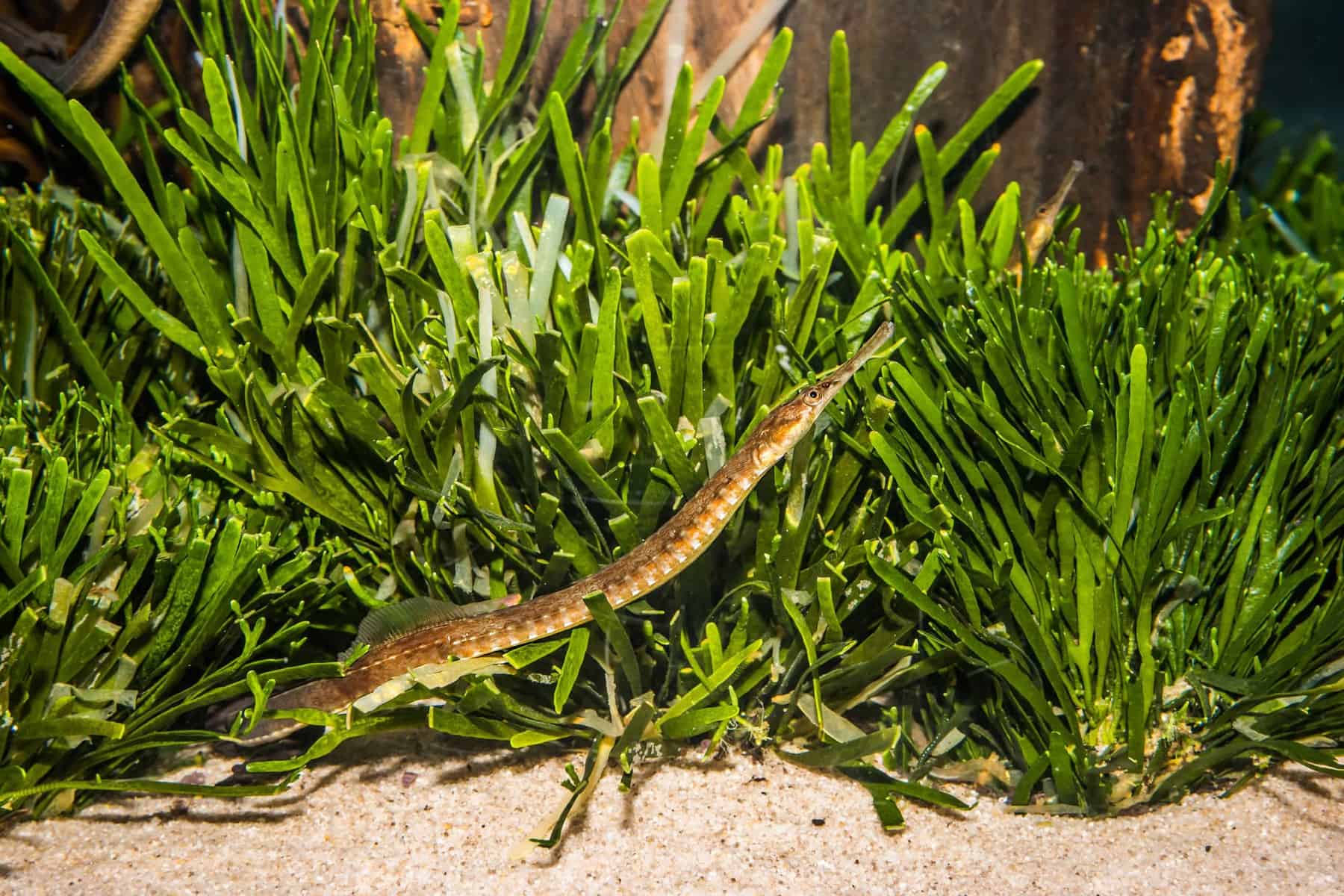 Pipefish in Aquarium