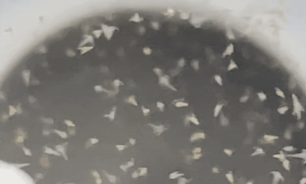 baby brine shrimp growing in hatchery dish