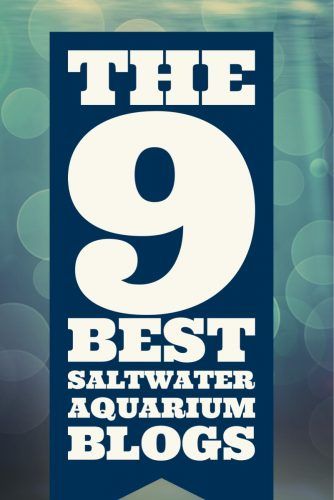 The 9 Best Saltwater Aquarium Blogs