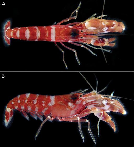 Note the enlarged claw of this pistol shrimp
