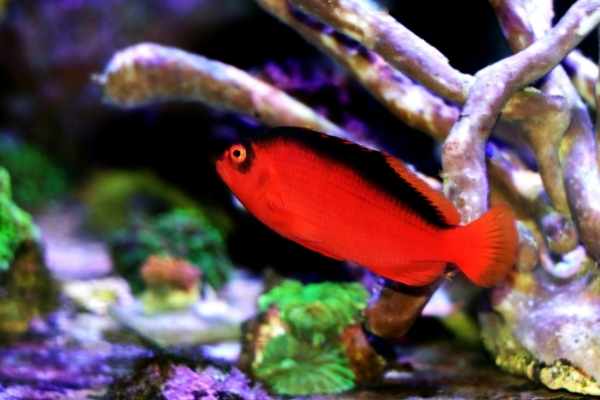 Flame Hawkfish Care: Neocirrhitus armatus - WZaquarium