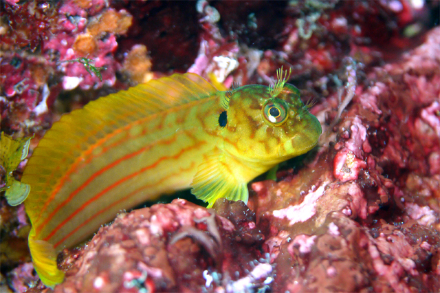 An Ode to the Beautiful Blennies of Cirripectes - WZaquarium