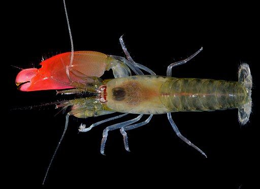 Synalpheus pinkfloydi a pistol saltwater shrimp