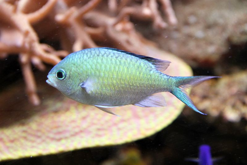 Green chromis