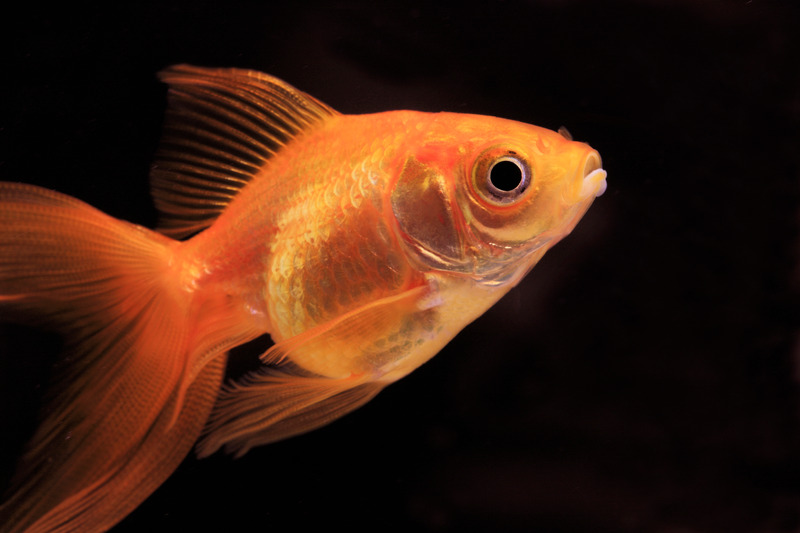 Can Guppies And Goldfish Live Together? WZaquarium