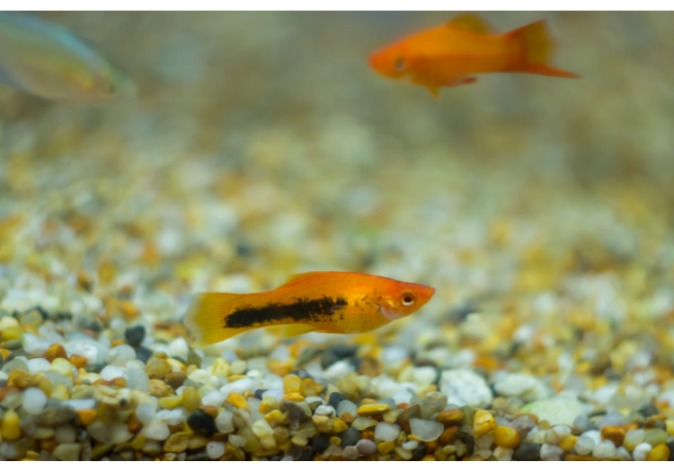 Can Guppies And Goldfish Live Together WZaquarium