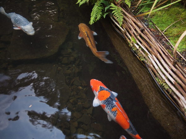 Portland Japanese Garden Koi
