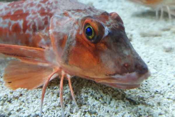 fish-with-legs-saltwater-aquarium-blog-wzaquarium