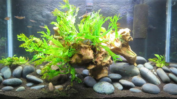 Lack of Tank Preparation