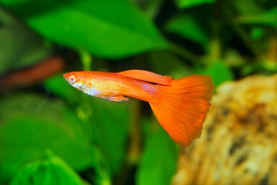 Guppies Are Fin Nippers