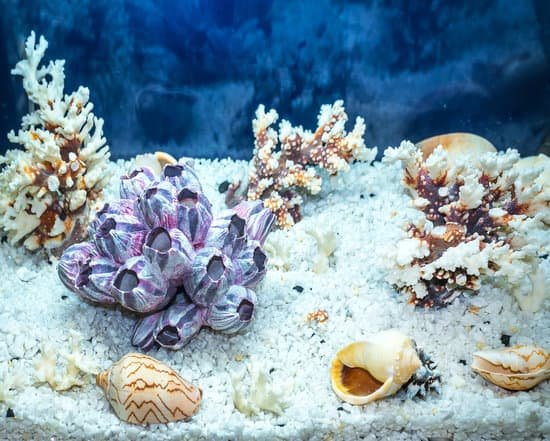 Guppy Fish and Goldfish Decoration