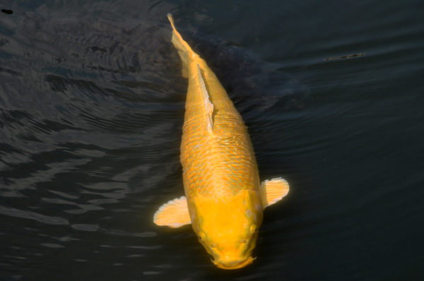 Big Girl koi fish