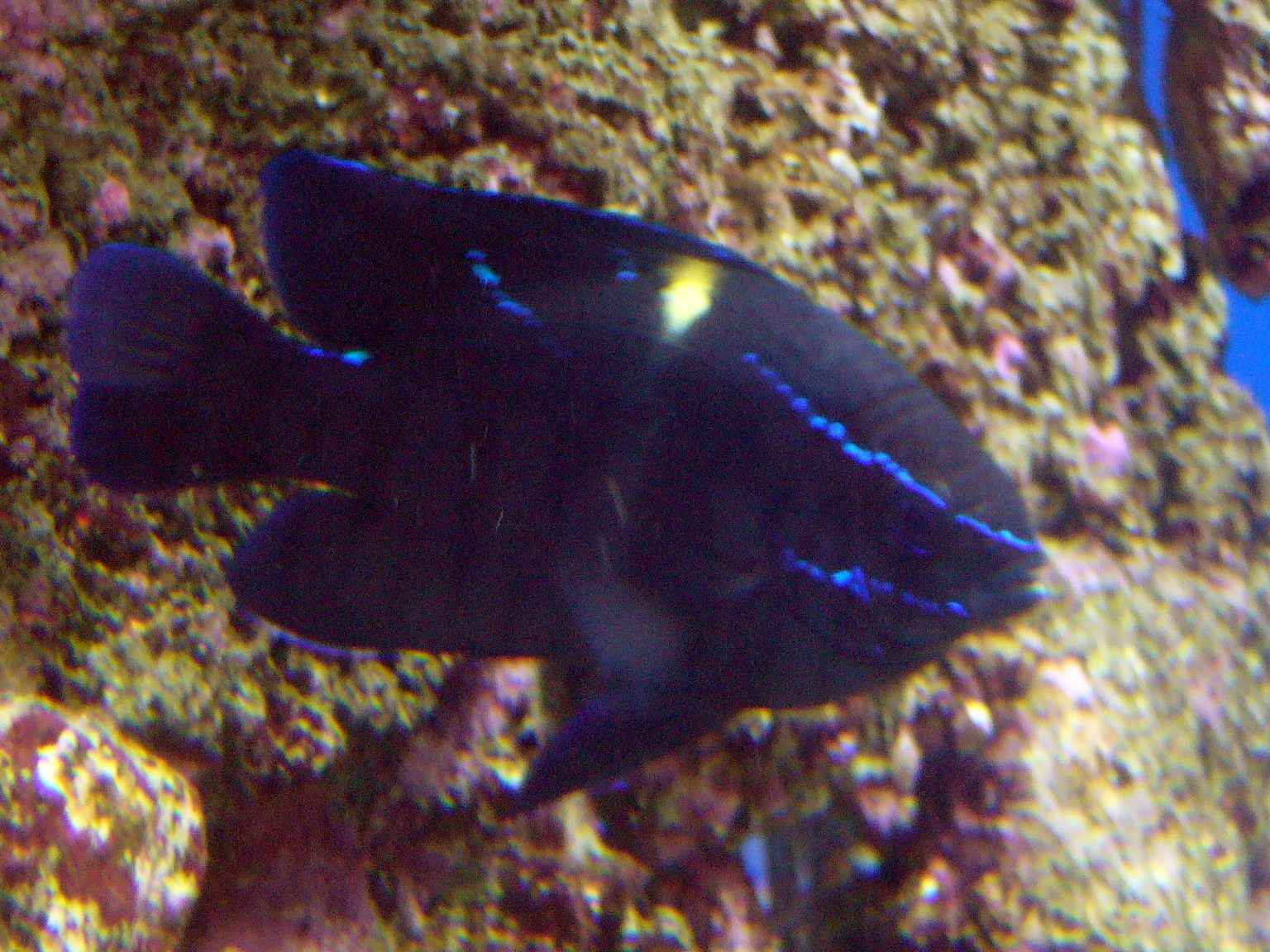 Blue Velvet Damselfish