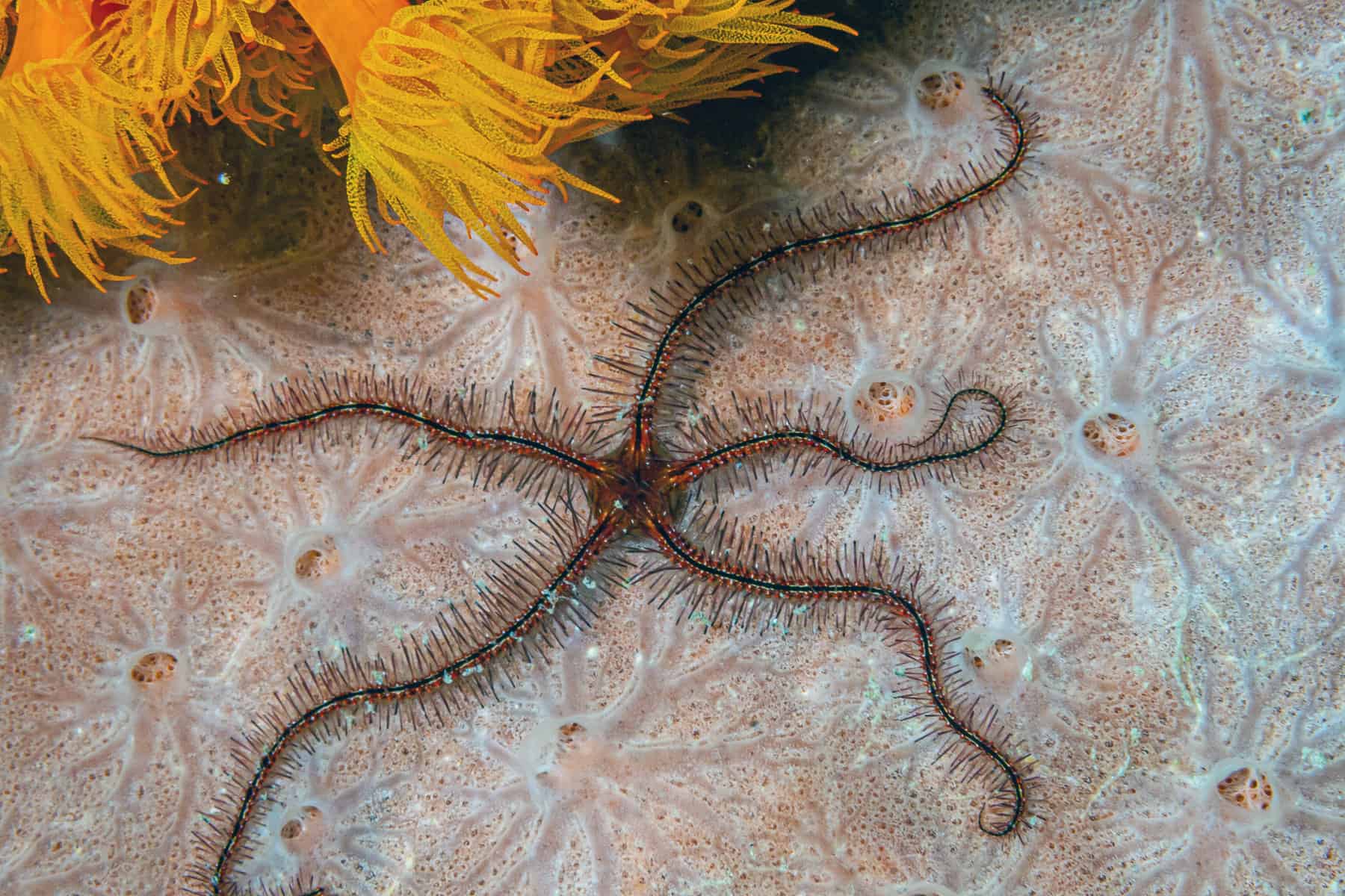 Putting Together the Perfect Clean Up Crew for Your Aquarium 12 Brittle Star