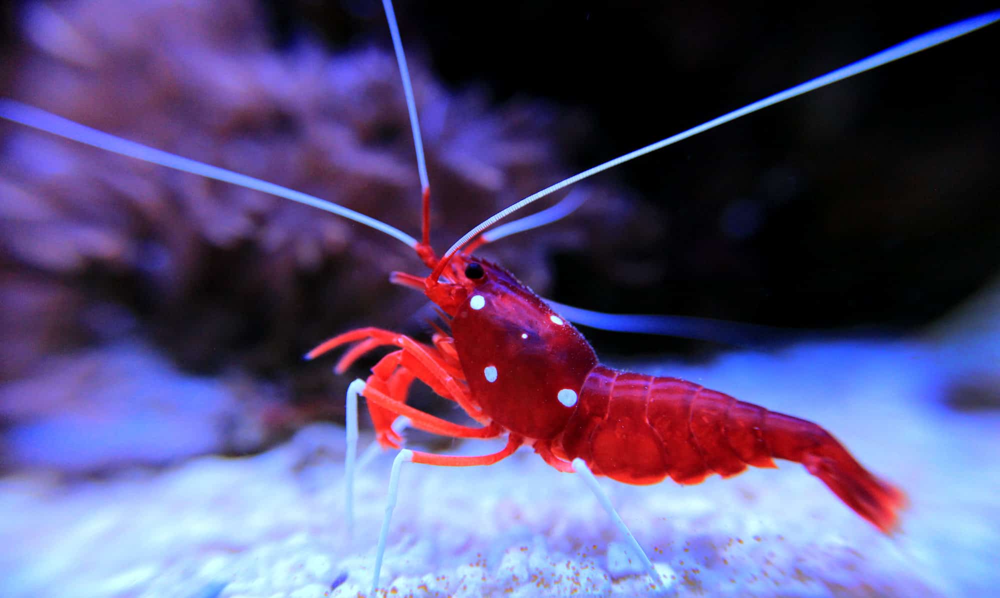Putting Together the Perfect Clean Up Crew for Your Aquarium 10 Blood Red Fire Shrimp