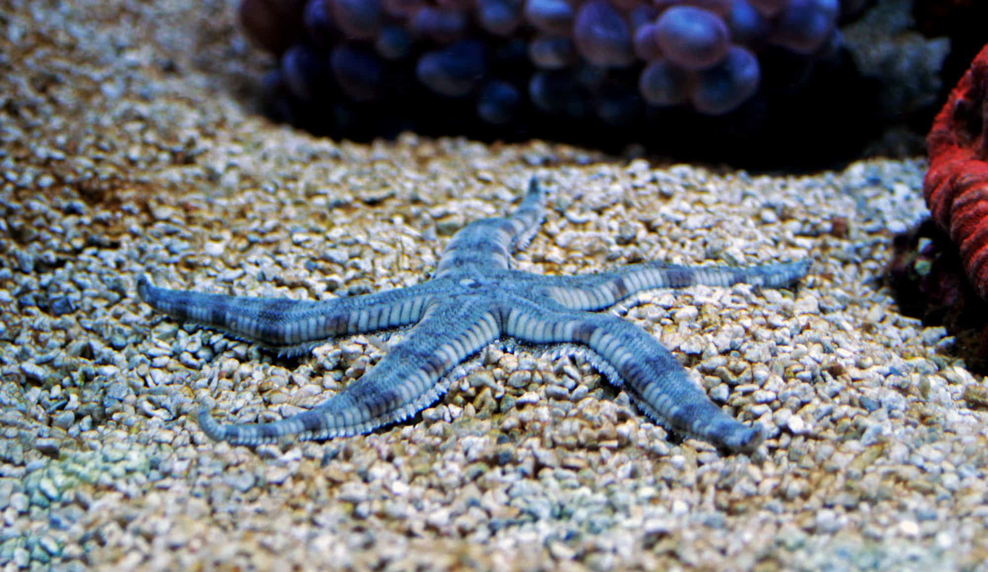 Putting Together the Perfect Clean Up Crew for Your Aquarium 11 Sand Sifting Sea Star