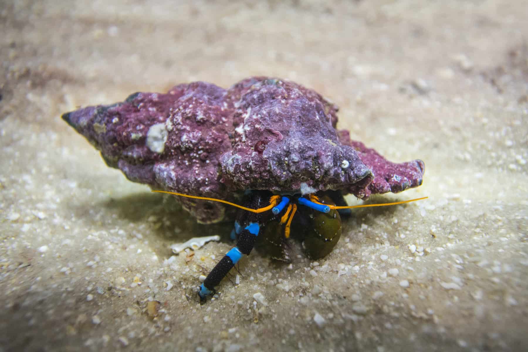 Putting Together the Perfect Clean Up Crew for Your Aquarium 9 Blue Hermit Crab