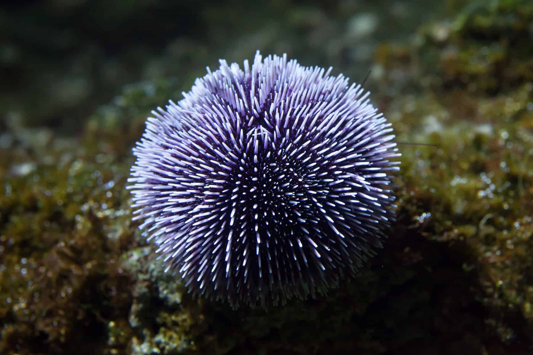 Putting Together the Perfect Clean Up Crew for Your Aquarium 13 Urchins